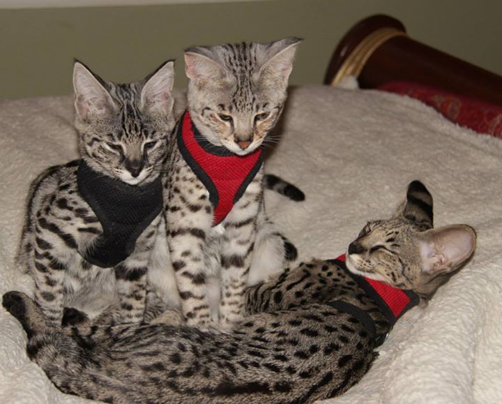 Ich habe jetzt dieses schöne Würfe von Savannah und Bengal - Sonstige Spiele Hobby - Bremen, Stadt