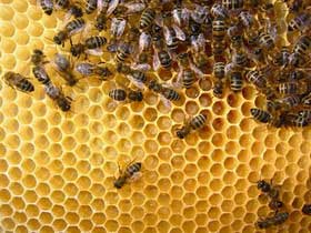 Reines Bienenwachs aus Imkerei - Handarbeit Stricken Basteln - Drolshagen