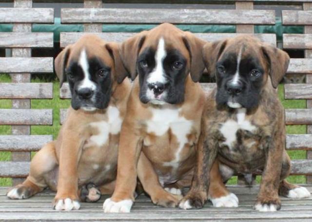 Reinrassige Deutscher Boxer Welpen mit VDH Papiere - Sonstige Spiele Hobby - Hamburg